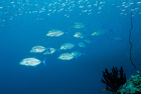 Des carangues, prédateurs toujours à l'afût des glass fish.