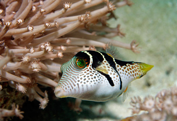 Canthigaster à selles (poisson globe).