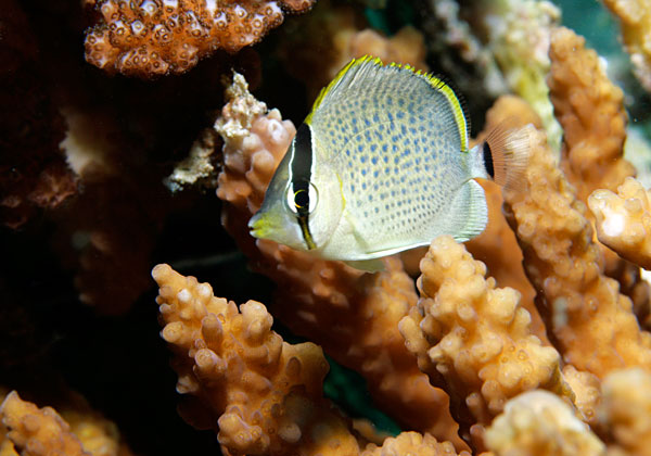 Poisson papillon juvenile.