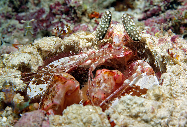 Squille. Cette variété est très grosse et peu agressive.