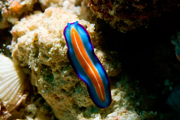 Nudibranche