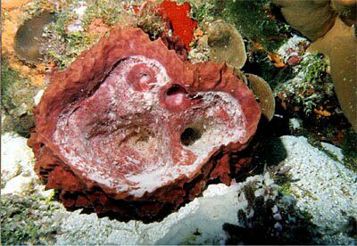 Reproduction du corail