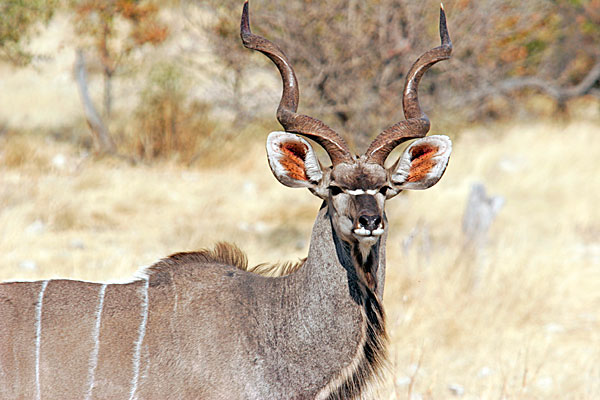 Kudu