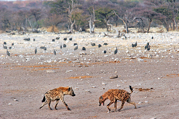 Les pintades laissent le champ libre aux hyènes qui ne sont pas que des charognards, mais également des prédateurs.