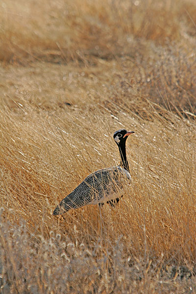 Outarde à miroir blanc