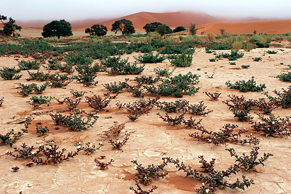 Contrairement à ce que l'on pourrait croire, le désert du Namib n'est pas aride partout. Dans la région de Sossusvlei, une brume matinale entretient une végétation qui pousse parfois sur les dunes mêmes.