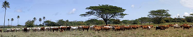 Sur la côte Ouest, les vaches sous les cocotiers sont fréquentes