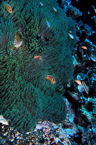 Anémone truffée de poissons clown