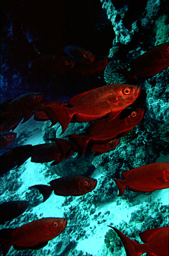 Beauclaires lanternes