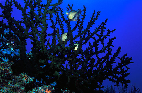 Corail vert et Dacyllus