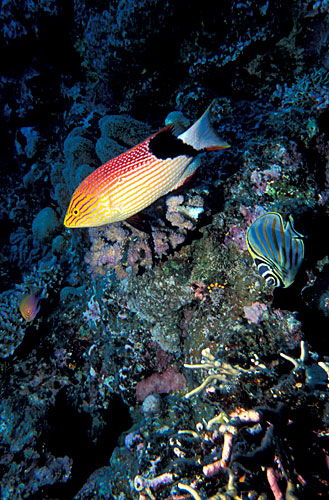 Un labre (lequel ?) accompagné d'un papillon orné