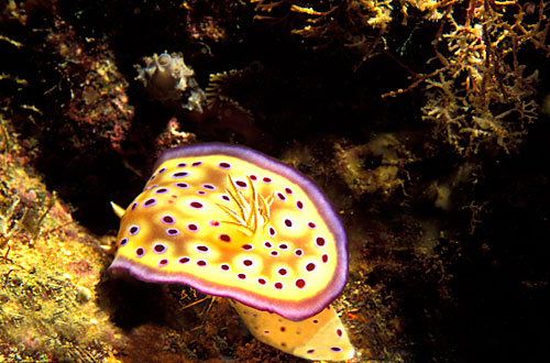 Nudibranche