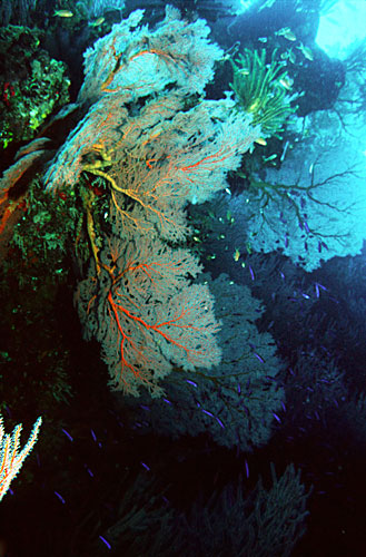 Gorgones foisonnantes