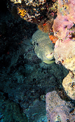 Tetrodon jouant à cache-cache