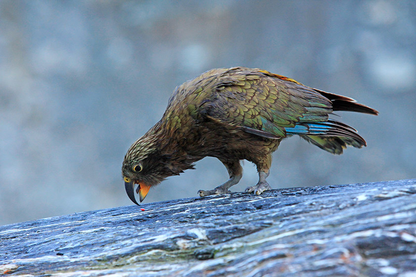 Le Nestor Kea, perroquet endémique de l'île sud. On dit que c'est l'oiseau le plus intelligent au monde.
