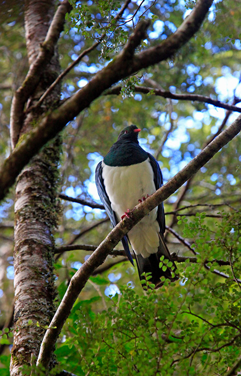 Le carpophage de Nouvelle-Zélande ou kereru, un pigeon endémique strictement protégé.