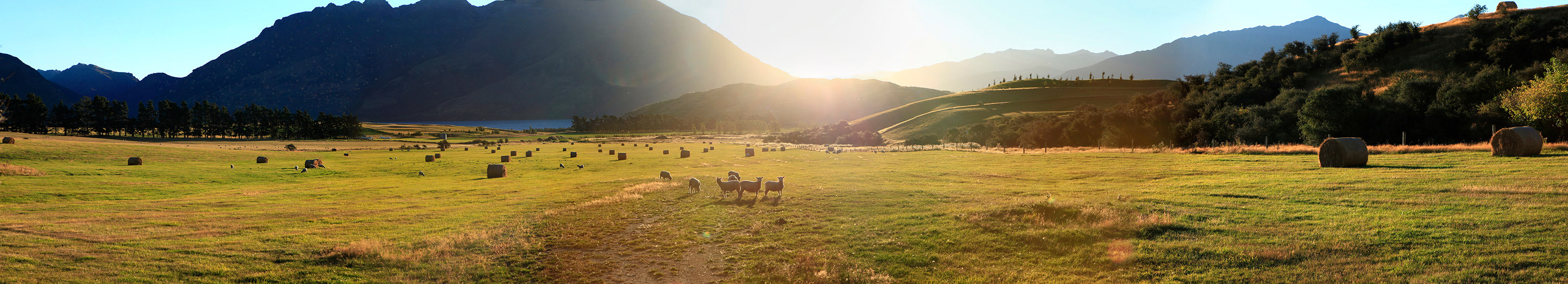 Il n'y a plus que 5 moutons par habitant en Nouvelle Zélande. C'était 4 fois plus avant !