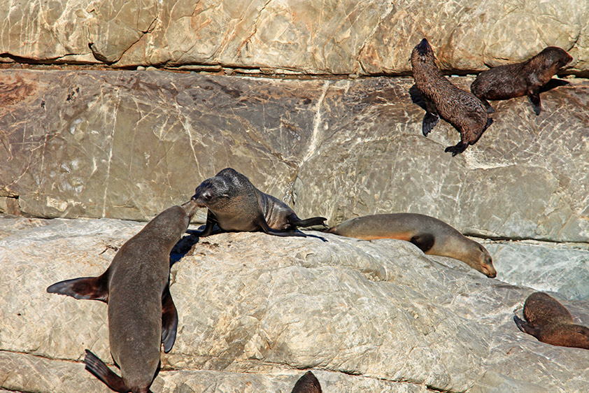 Otaries à fourrure, le long de la route !