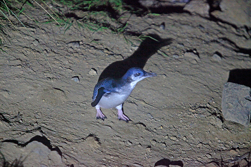 Le manchot pygmée, plus petit pingouin du monde !