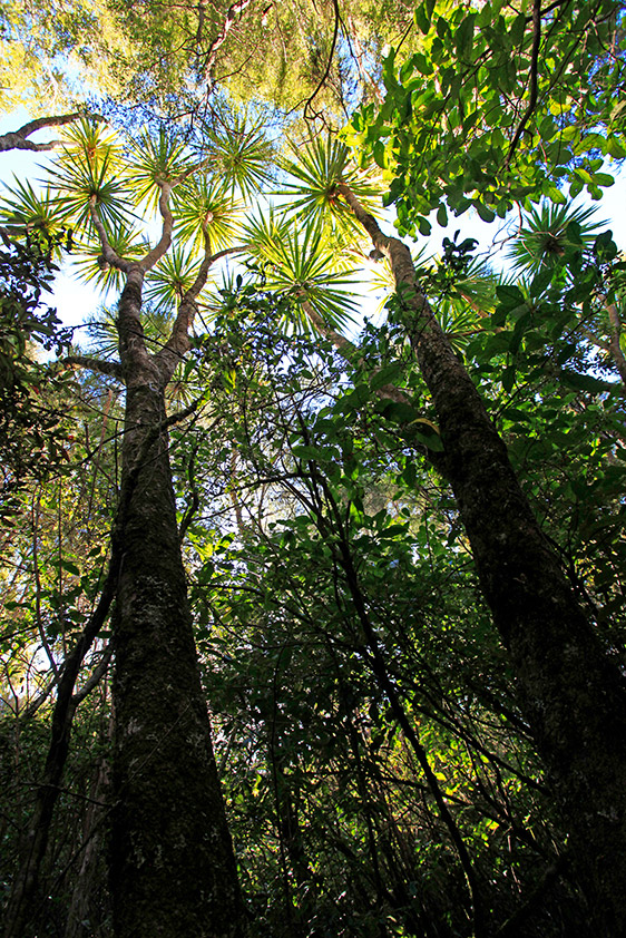 On finit cette randonnée dans la forêt !