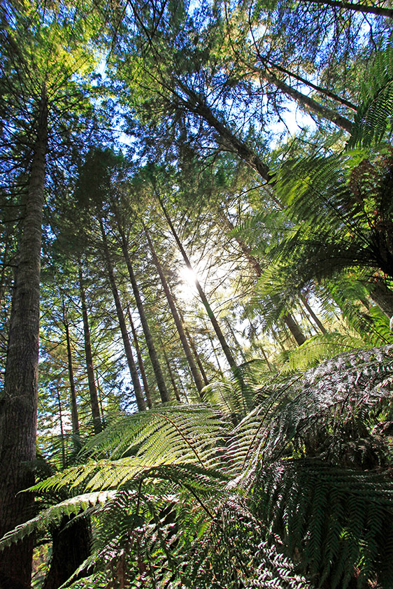 Forêt de séquoias plantés au début du 20e siècle