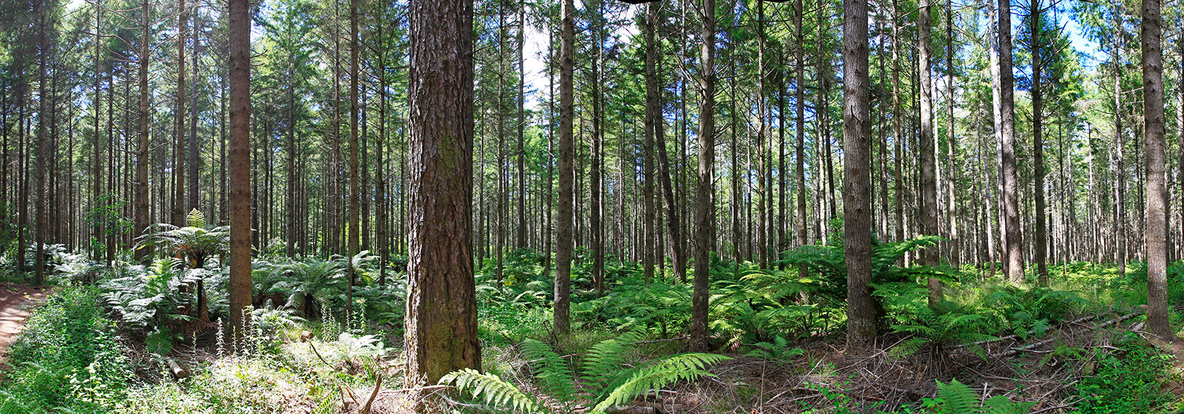  MG 2192  MG 2196-5-images