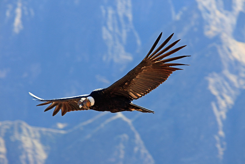 Le majestueux condor des Andes, le vautour le plus large du monde