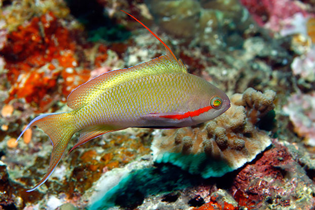 Anthias