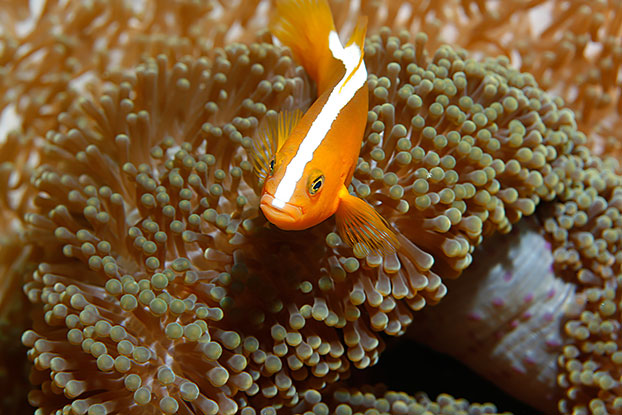 Poisson-clown à bande dorsale