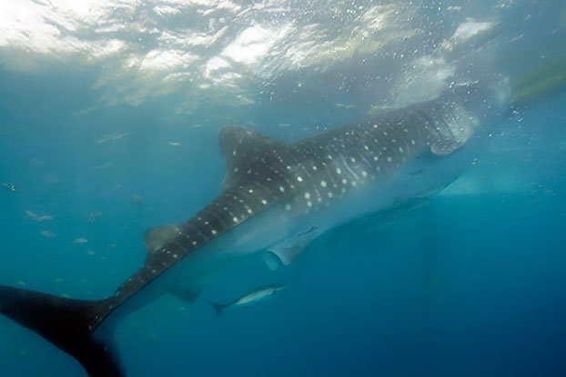 Ces requins baleine ont été une des pires rencontres de plongée: ils sont nourris !! Et les gens pullulent dans l'eau à côté. Une expérience horrible à éviter :-(