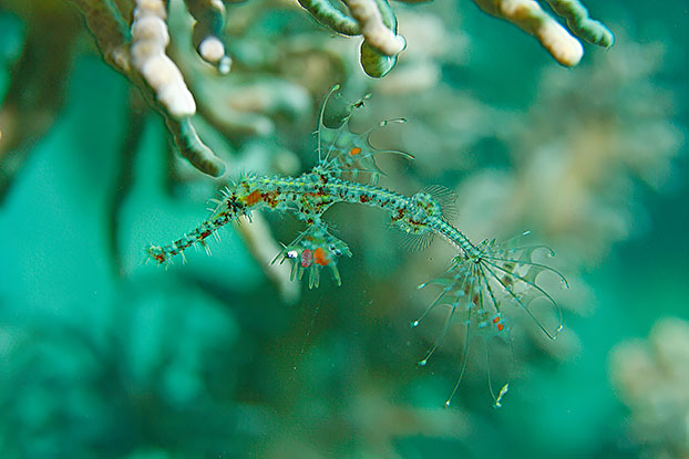 Poisson fantôme arlequin