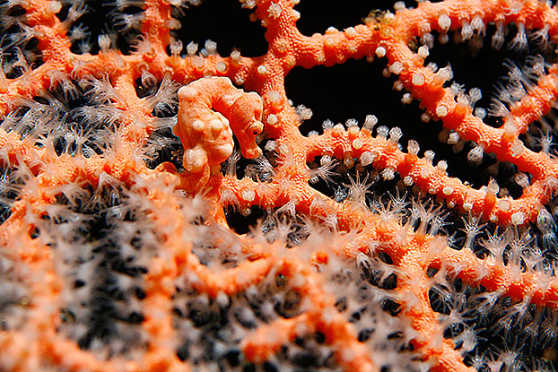 Hippocampe pygmé Denise