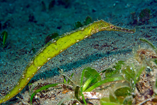 Syngnathe vert