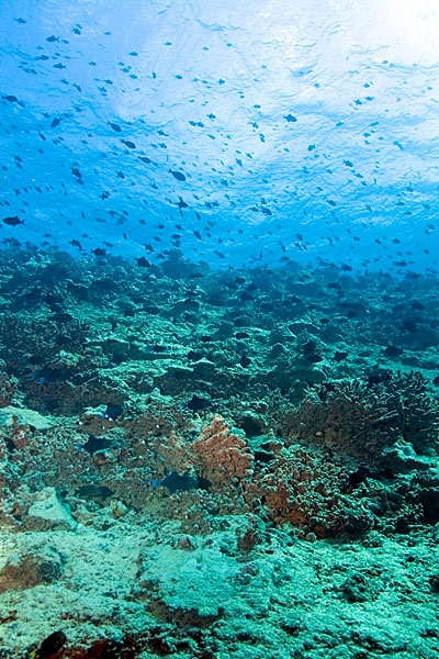 Balistes à dents rouges