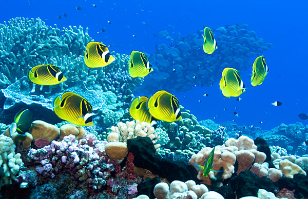 Les bancs de papillons ratons laveurs sont communs en Polynésie