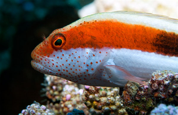 Poisson faucon à taches de rousseur