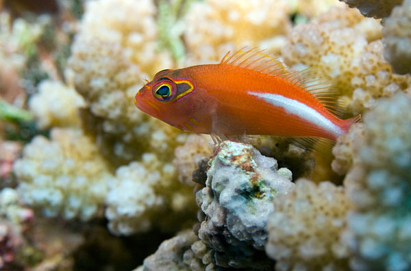 Epervier strié, à tempe annelée