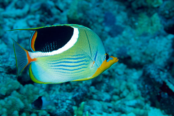 Papillon à selle noire