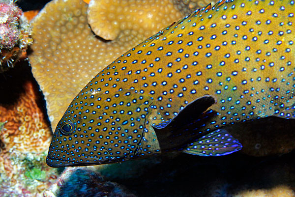 Mérou à caudale carrée