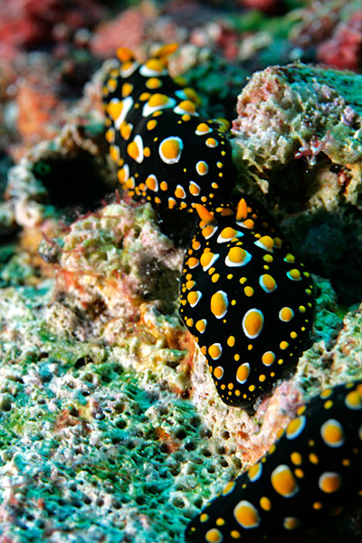 Nudibranches