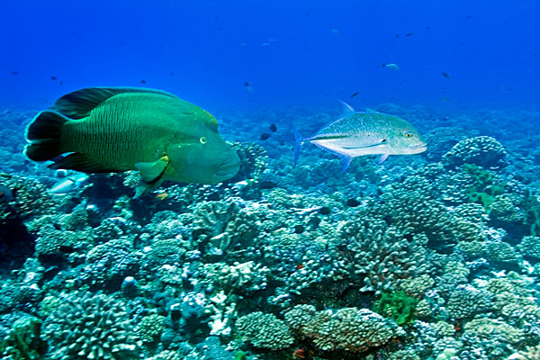 Napoléon et carangue