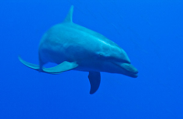 Dauphin sur la passe de Tiputa à Rangiroa