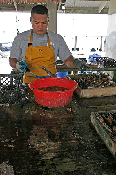 Préparation des huîtres pour la greffe: ouverture puis introduction d'une pince pour les maintenir ouvertes.