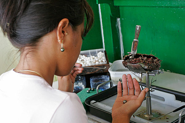 La récolte: on découpe la poche perlière et on sort délicatement la perle (qu'on classe immédiatement), et on réimplante l'huître si la perle récoltée est jugée belle.