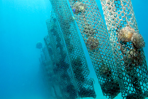 Le parc à huîtres au fond du lagon. Il faut plus de 2 ans à une huître pour donner une perle.
