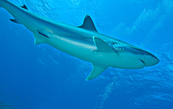 Le tapete peut atteindre les 3 mètres.