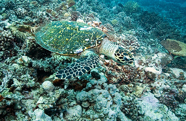 Les tortues sont trop amicales à Rangi: celle-ci voulait goûter mon flash !!