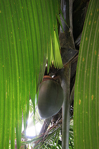 Coco fesses (arbre femelle)