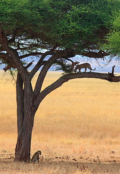 Un couple de léopards.