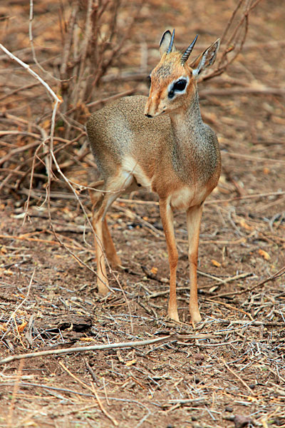Dik-dik